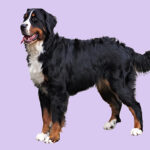 Mehr über den Artikel erfahren Die Röntgenergebnisse unseres I2-Wurfs liegen jetzt vor.