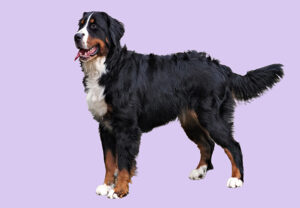 Mehr über den Artikel erfahren Die Röntgenergebnisse unseres I2-Wurfs liegen jetzt vor.