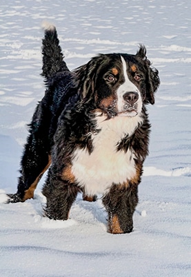 Ilarya Vom Diepmannsbachtal