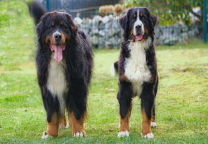 Mehr über den Artikel erfahren Wir hatten Hochzeit