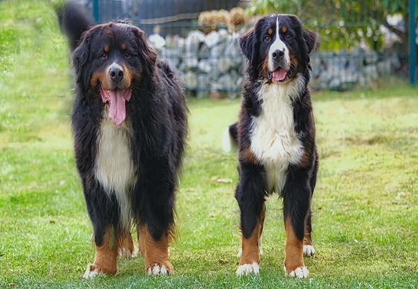 Mia-Belline´s-Balou-und-Ilarya-Vom-Diepmannsbachtal Decktag