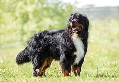 Mia Belline´s Balou Wurfplanung